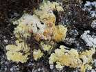 Fulgensia schistidii (Anzi) Poelt