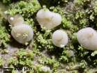 Bacidia delicata (Labal ex. Leight.) Coppins