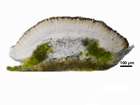 Bacidia neosquamulosa Aptroot & Herk