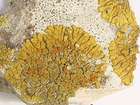 Caloplaca flavescens (Huds.) J. R. Laundon