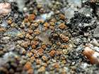 Caloplaca holocarpa (Hoffm.) A. E. Wade