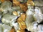 Caloplaca inconnexa (Nyl.) Zahlbr.