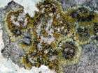 Caloplaca cirrochroa (Ach.) Th. Fr.