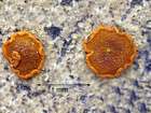 Caloplaca ferruginea (Huds.) Th. Fr.