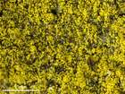 Candelariella xanthostigma (Pers. ex Ach.) Lettau