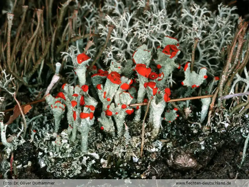 Fotografie Cladonia coccifera (L.) Willd.