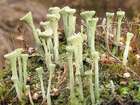 Cladonia fimbriata (L.) Fr.