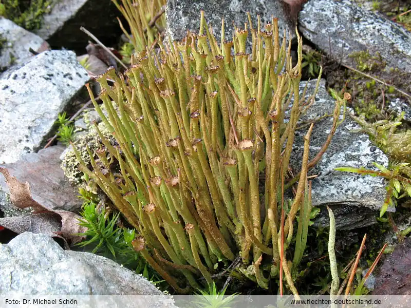Fotografie Cladonia gracilis (L.) Willd.