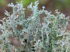 Cladonia squamosa var. squamosa (Scop.) Hoffm.