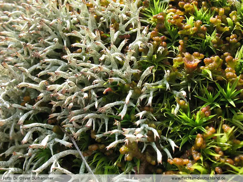 Fotografie Cladonia uncialis subsp. biuncialis (Hoffm.) M. Choisy