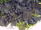 Collema auriforme (With.) Coppins & J. R. Laundon