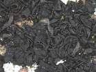 Collema fuscovirens (With.) J. R. Laundon