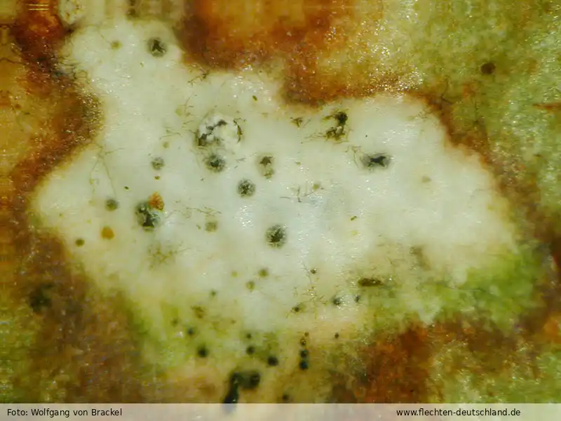 Habitus | Foto von Wolfgang von Brackel