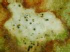 Cornutispora lichenicola D. Hawksw. & B. Sutton