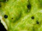Dactylospora lobariella (Nyl.) Hafellner