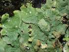 Flavopunctelia flaventior (Stirt.) Hale