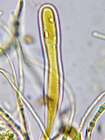 Graphis elegans (Borrer ex Sm.) Ach.