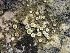 Lecanora flotoviana Spreng.