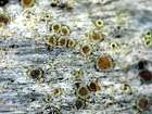 Lecanora saligna (Schrad.) Zahlbr.
