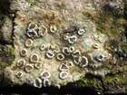 Lecanora sambuci (Pers.) Nyl.