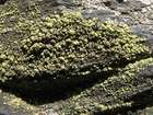 Lecanora epanora (Ach.) Ach.