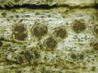 Lichenodiplis lecanorae (Vouaux) Dyko & D. Hawksw.