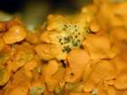 Lichenodiplis lecanorae (Vouaux) Dyko & D. Hawksw.