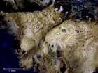Melanelia laciniatula (Flagey ex H. Olivier) Essl.