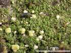 Micarea micrococca (Körb.) Gams ex Coppins