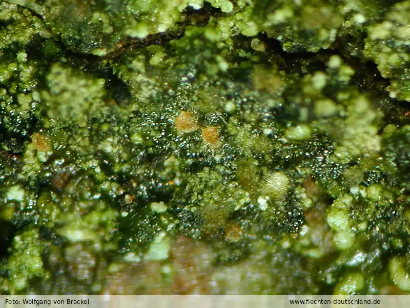 Fotografie Nectriopsis micareae Diederich, van den Boom & G. Ernst