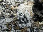 Opegrapha rupestris Pers.