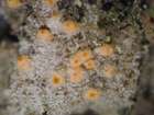 Paranectria oropensis (Ces. ex Rabenh.) D. Hawksw. & Piroz.