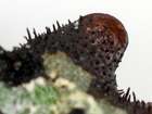 Parmelia sulcata Taylor