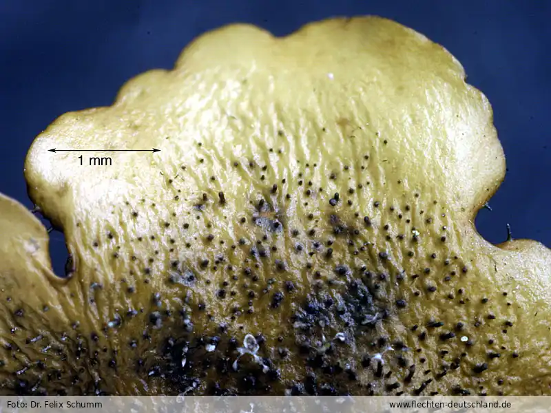 Ascus/Basidie | Foto von Dr. Felix Schumm