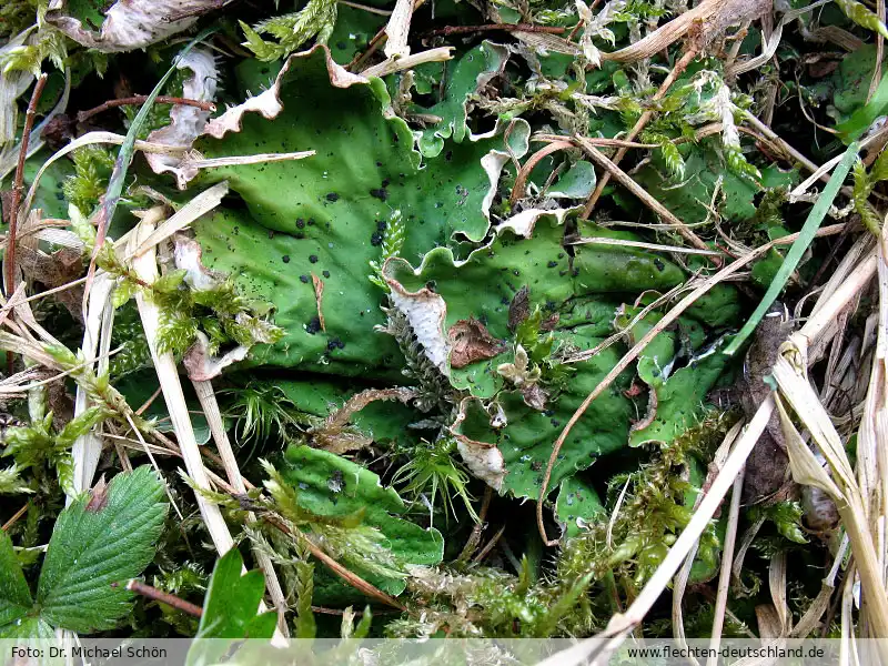 Habitus | Foto von Dr. Michael Schön