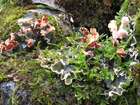 Peltigera polydactylon (Neck.) Hoffm.