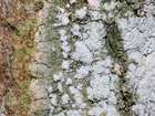 Pertusaria albescens (Huds.) M. Choisy & Werner