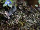 Sarcosagium campestre (Fr.) Poetsch & Schied.