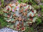 Solorina crocea (L.) Ach.