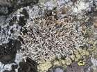 Sphaerophorus fragilis (L.) Pers.