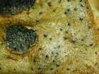 Stigmidium solorinarium (Vain.) D. Hawksw.