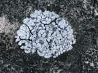 Toninia candida (Weber) Th. Fr.
