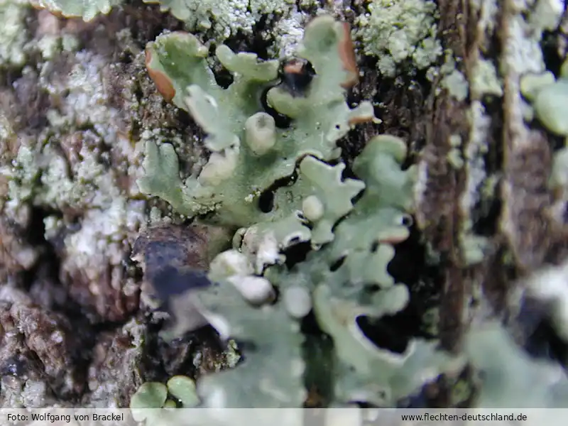 Fotografie Tremella hypogymniae Diederich & M. S. Christ.