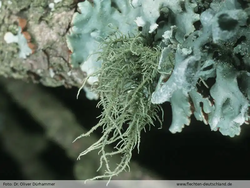 Habitus | Foto von Dr. Oliver Dürhammer